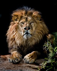 lion